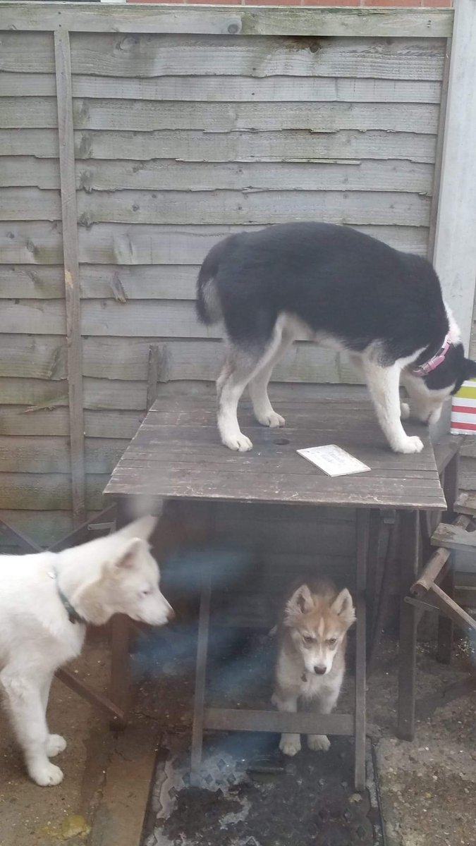 HuskyStories's tweet photo. Diamond, Istas and Indi through the years 
Their "First Adventure" book available on Amazon
https://t.co/TIZxLxKKiu  UK
https://t.co/FOiRuwTCQf  US
#Siberian #husky #huskies #threehuskies #dogsoftwitter 
@amandalwelch @AuthorJaneM @WeAreProvoco https://t.co/Y0TyWus2Qd