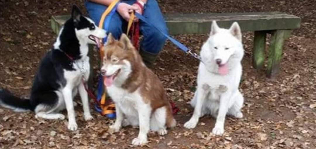 HuskyStories's tweet photo. Diamond, Istas and Indi through the years 
Their "First Adventure" book available on Amazon
https://t.co/TIZxLxKKiu  UK
https://t.co/FOiRuwTCQf  US
#Siberian #husky #huskies #threehuskies #dogsoftwitter 
@amandalwelch @AuthorJaneM @WeAreProvoco https://t.co/Y0TyWus2Qd