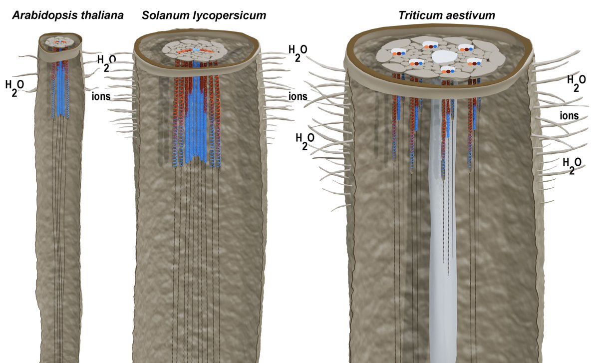 Ora Hazak tweet media