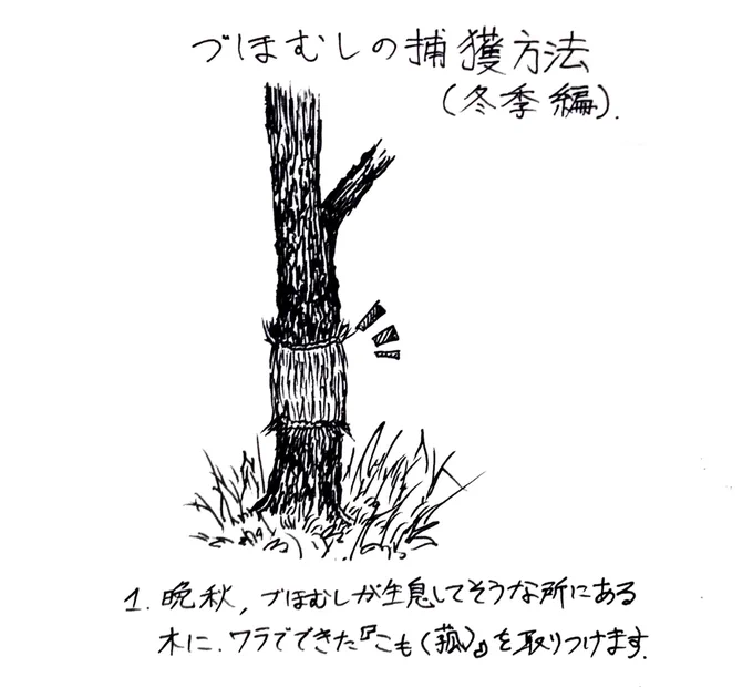 づほむしの生態レポート31 #づほむし 