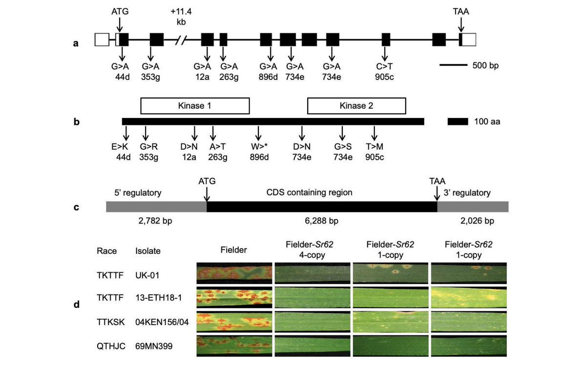 atifattari1226's tweet photo. #NewGeneAlert.
Sr62 from #Aegilops sharonensis, a #StemRustResistance gene encoding a tandem kinase confers #BroadSpectrum resistance in #Wheat. https://t.co/sO0sjVMZu5