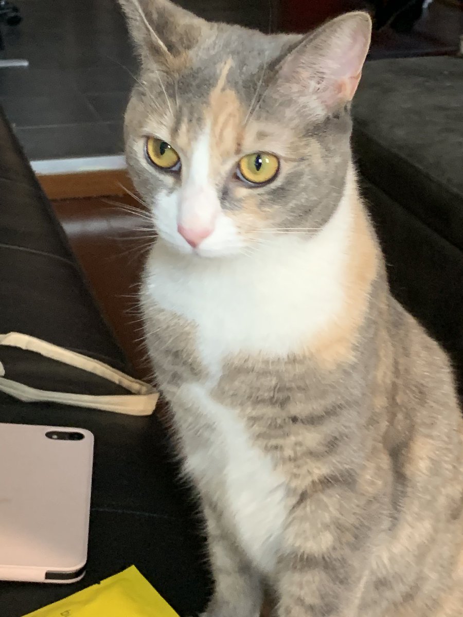 alicisol19's tweet photo. @justme79360045 @lucy_and_vinny my cats name is also lulu (short for lunie) and she looks like her twin https://t.co/OKmtm1D69i