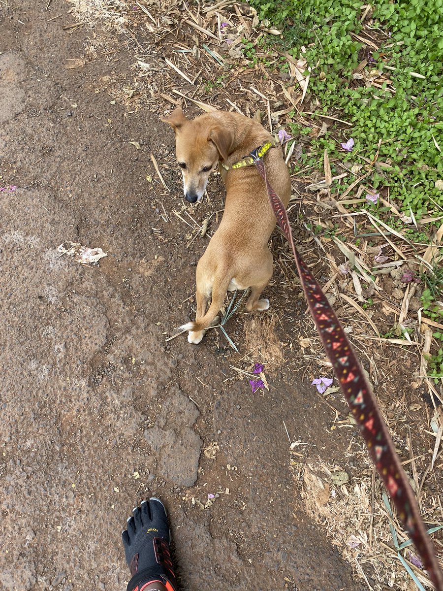 MumbaMusondam's tweet photo. Gifts of Mother Earth 🌍…..A good long walk/run, fresh air, sun ☀️ and my furry friend 🐕. And finally a start to an amazing day and week - Matcha 🍵 Moringa Masala Latte with Rice milk with a dash of cinnamon. PRECIOUS #LifeOfTrees Happy Sunday & start to the 1st week of 2022. https://t.co/ZpfFyMRdM5