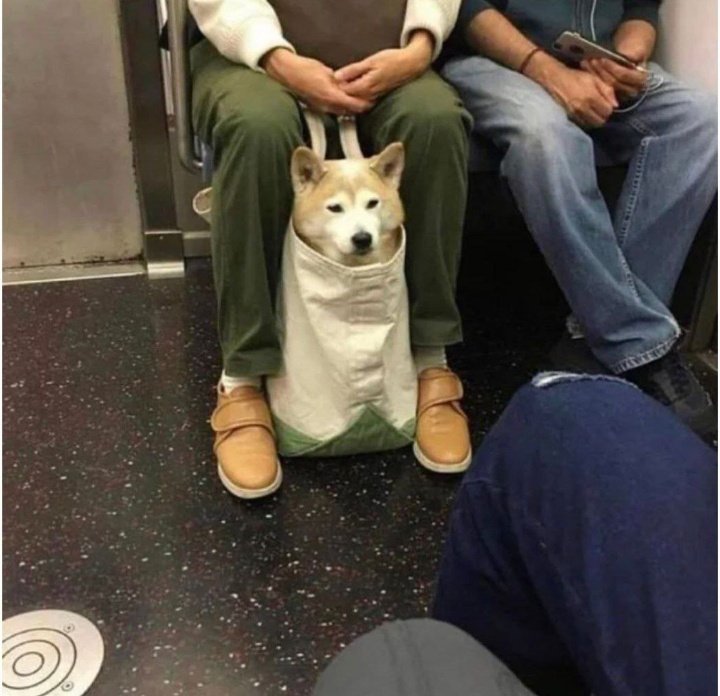 ShibaInuin's tweet photo. Me holding my shib #crypto 🚀🚀
Got it..
Are you #SHIBARMY #shibalover https://t.co/XigaMxlGL2