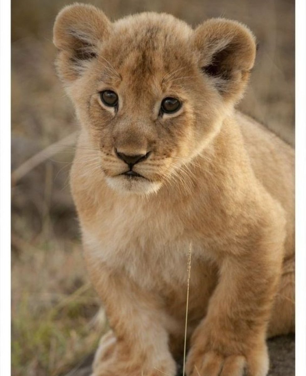 Lady021ll's tweet photo. #little_one #animals #lion https://t.co/pMecuWbHR3