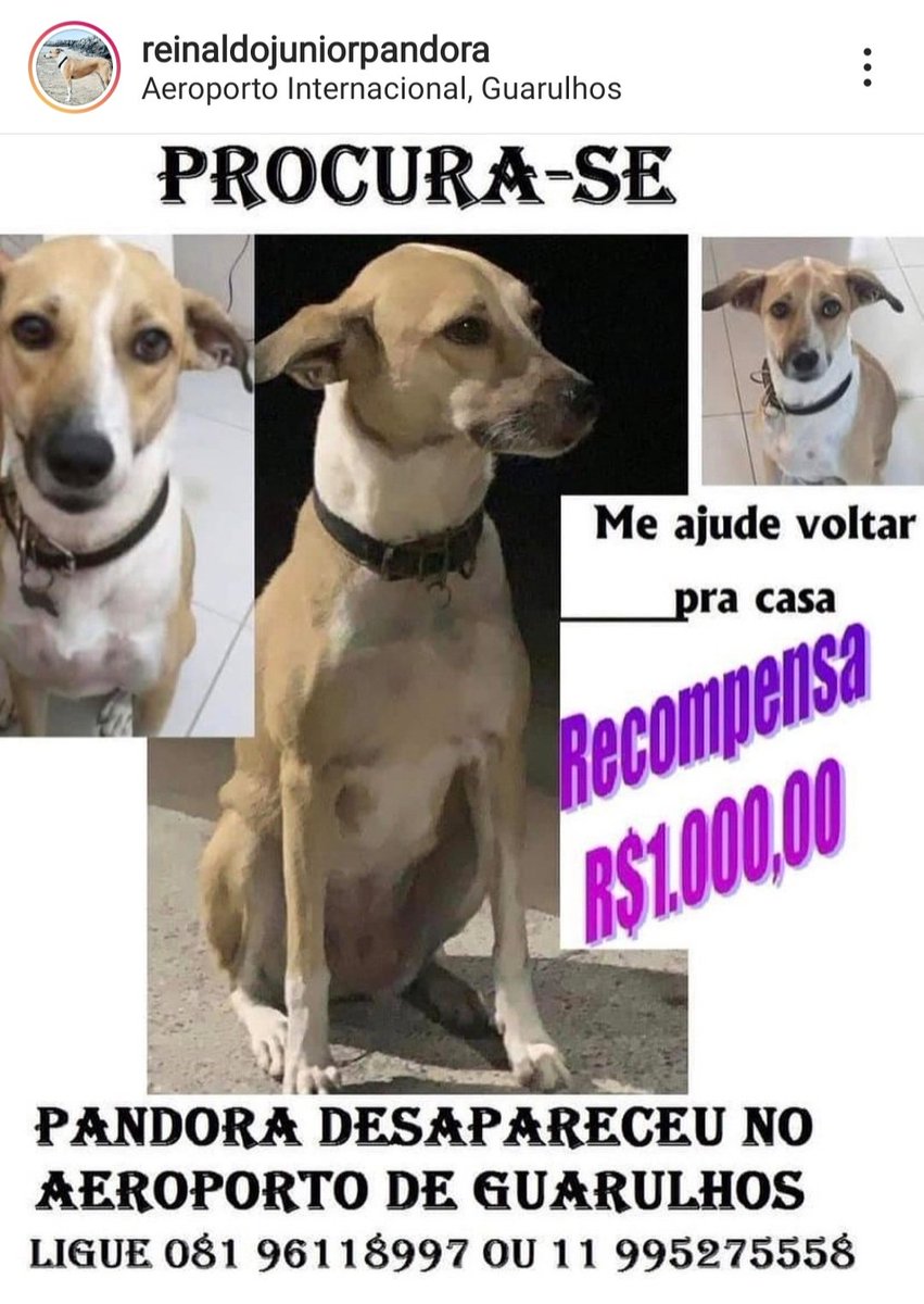 deisemg's tweet photo. Procura-se Pandora!!! https://t.co/oXo25ribXD