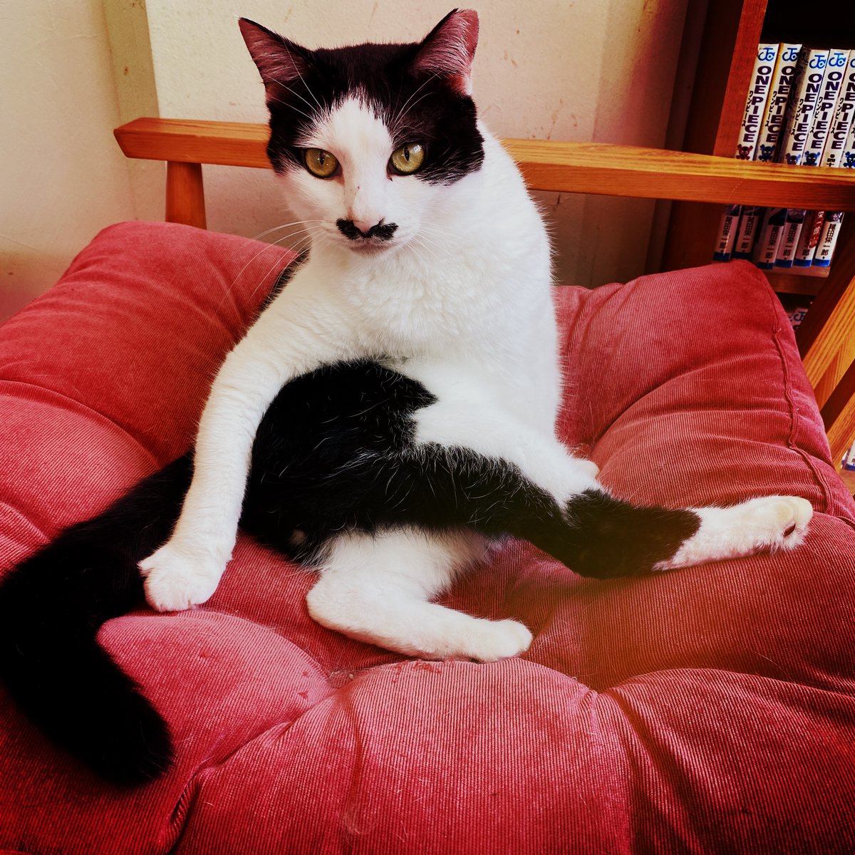 obi_wan_eclipse's tweet photo. Curvaceous cat. #猫式 #cat #ShotoniPhone #Hipstamatic #LuciferVI #Rijks https://t.co/NgVZFBj02s