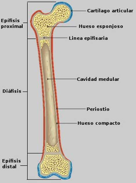 Mirar Incompatible Culpa J. Pascual on Twitter: "2/ Aquí la estructura de los huesos largos  (usaremos el fémur como modelo) Tenemos hueso cortical o compacto en la  parte central y el esponjoso en los extremos