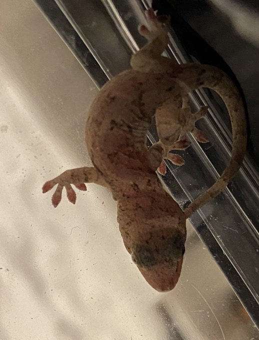 Twitterのコスプレ画像35