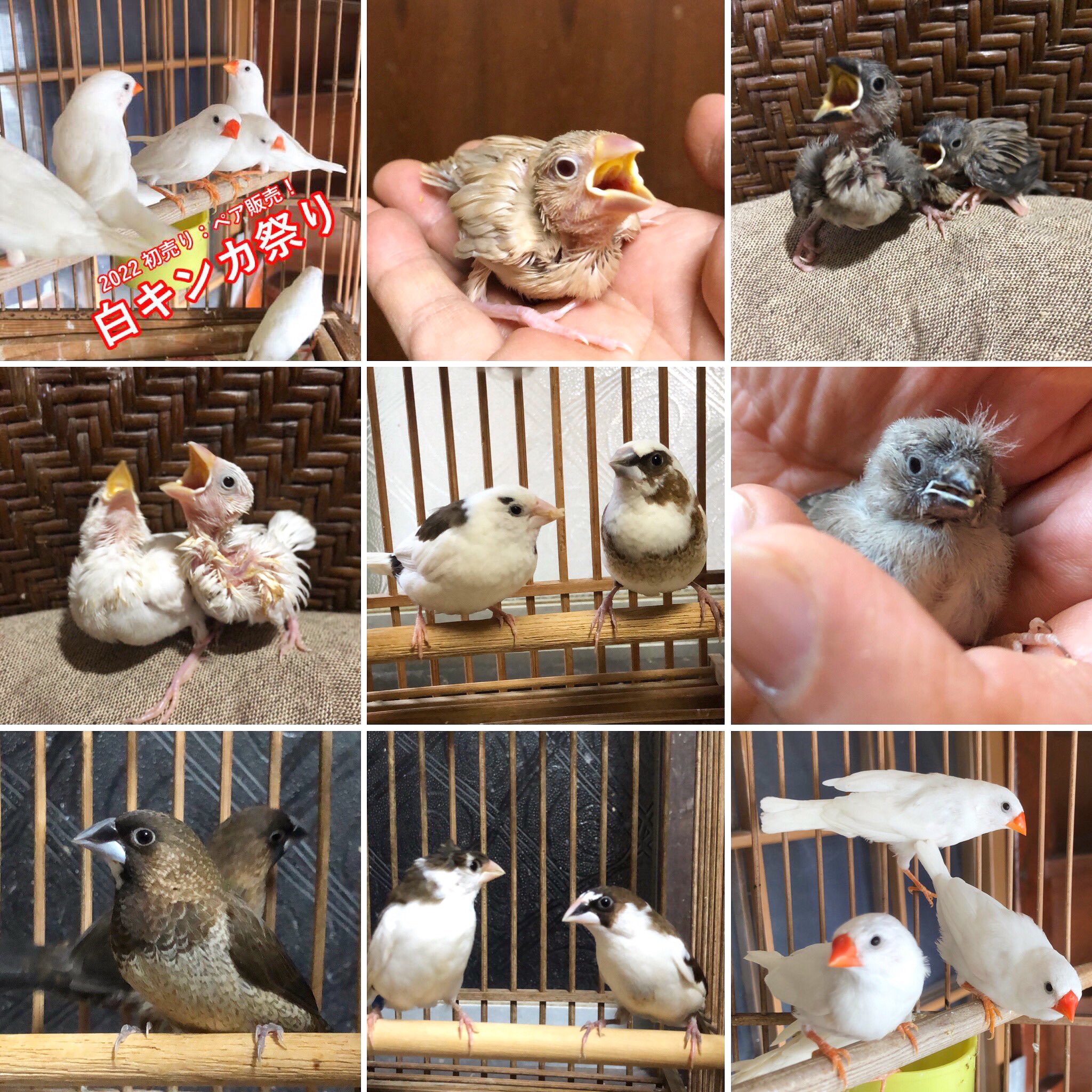 Tweets With Replies By ちよまろ Ciyomaro N Twitter