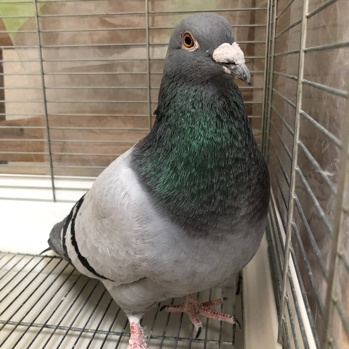 birshes's tweet photo. たっぷりとしたかわいいハト https://t.co/JDxmxiazIq