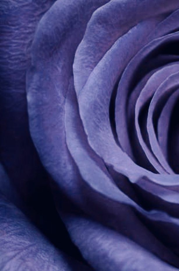 artwizardart's tweet image. Pantone 2022&apos;nin rengi olarak harika bir renk seçmiş: Very Peri 💜 #pantone2022