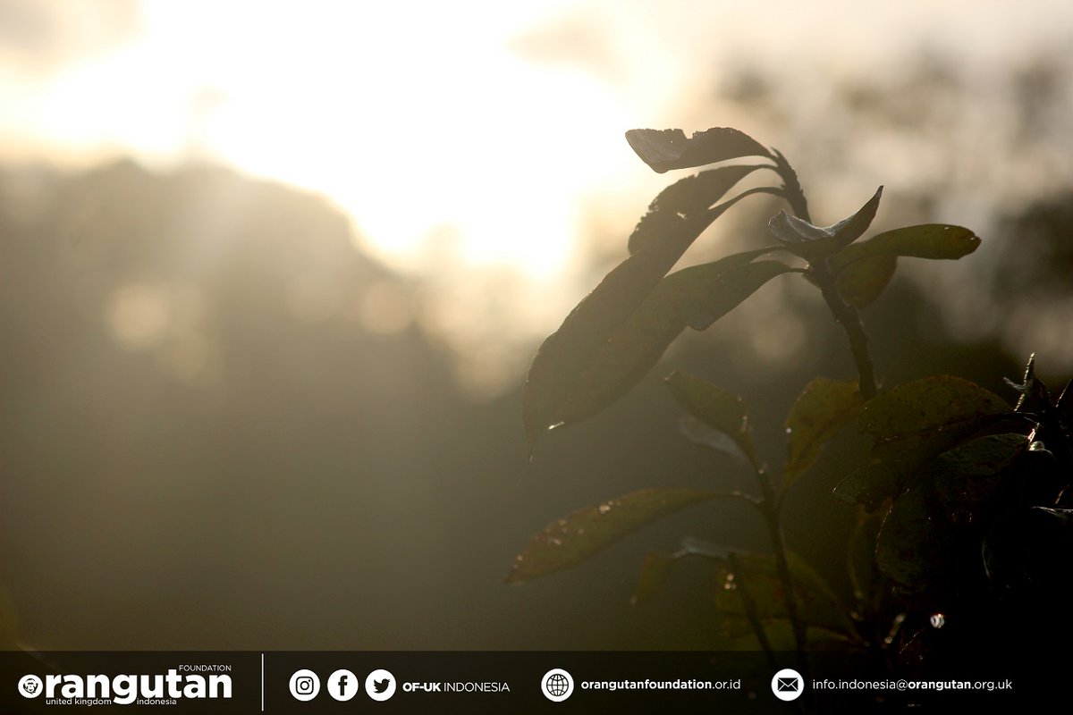 OF_UKIndonesia's tweet photo. Akhirnya tiba juga kita di th 2022. Apa saja agenda #temankOU di tahun ini? Semoga lebih banyak hal positif yg dpt kita berikan pada alam ya. Lanjutkan semangat merawat alam, krn setitik kebaikan yg kita lakukan tuk alam, akan alam kembalikan dengan beribu manfaatnya untuk kita. https://t.co/Pt2l4qjQL7