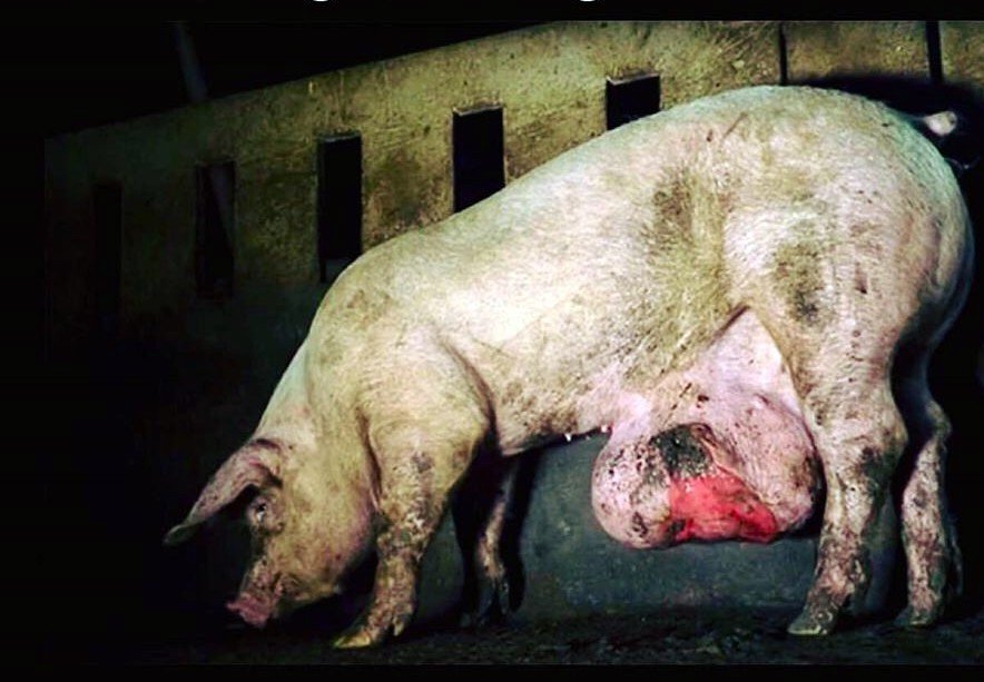 Paul_Vegano's tweet photo. In farms, it is commonplace for very sick and injured animals to be left untreated in the hope that they will survive until they reach the slaughterhouse.
 
Stop Supporting Animal Cruelty
GoVegan🌱🌎
 
#AnimalRights #GoVegan #EndSpeciesism #RosesLaw #veganuary https://t.co/yeTh3Ey85g