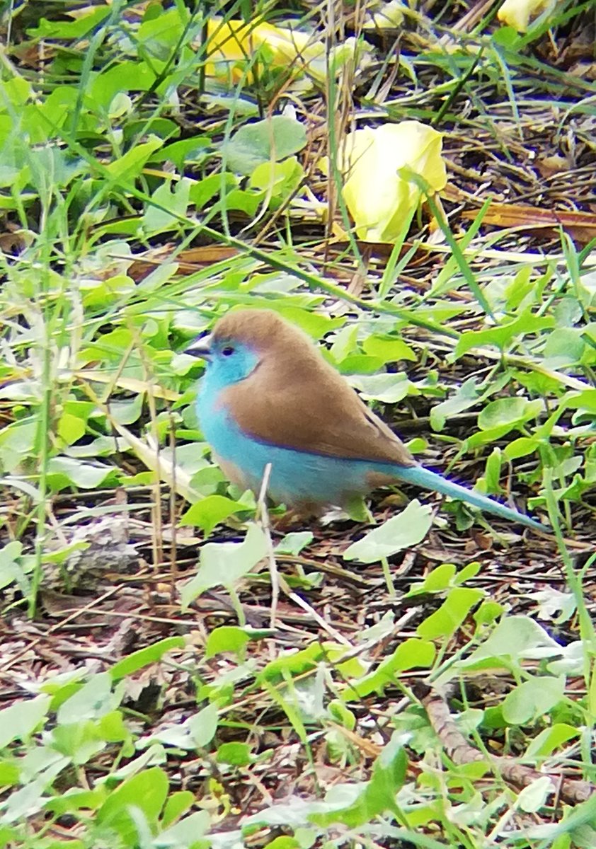 birdsonstamps's tweet photo. Blue Waxbill paused while feeding in the garden.
#Bulawayo #Zimbabwe #BirdsSeenIn2022 #birding
#gardenbirds https://t.co/LGzoYTRqtd