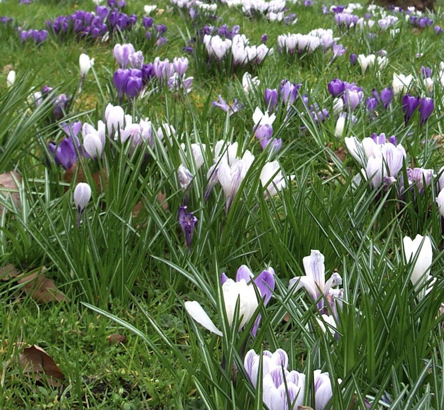 Want to help transform your local park? Bulb planting today in Ion Square 10 am. Sorry for short notice 😞All welcome! 😀