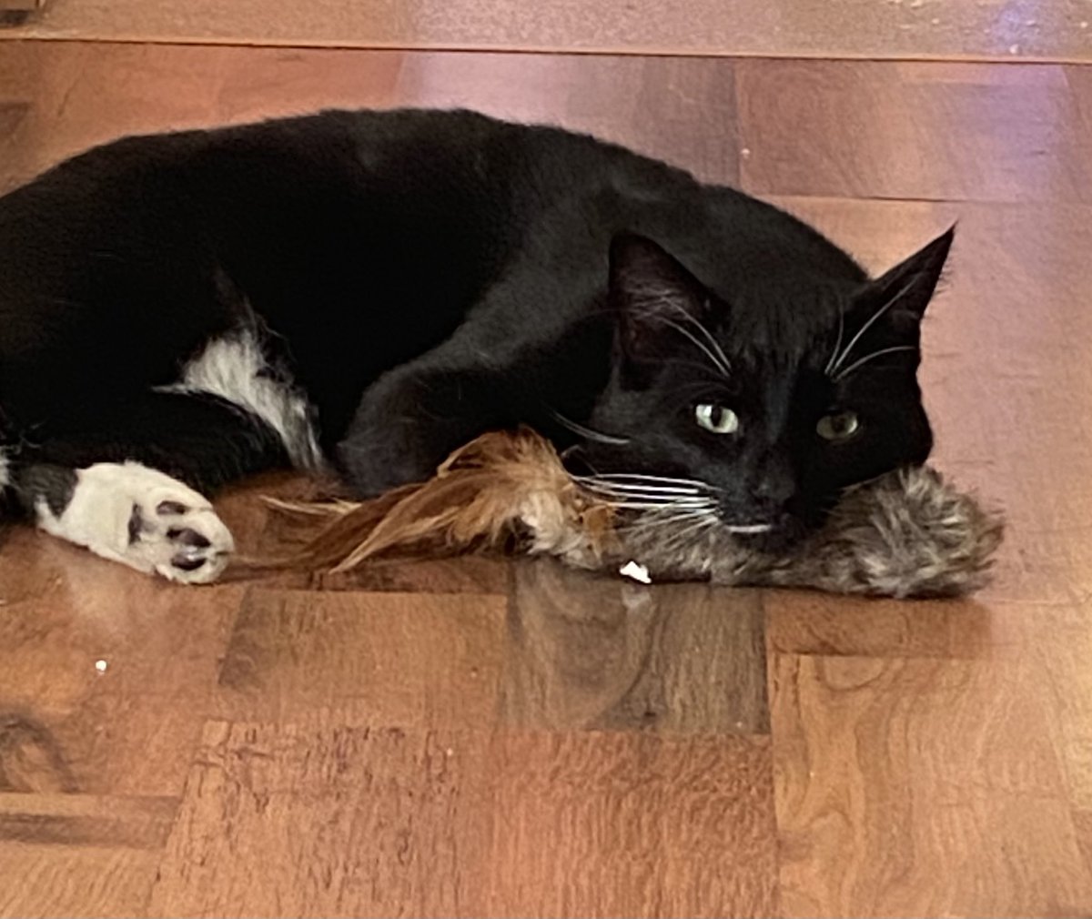 Nightmare_Cat's tweet photo. My cat has found out this cat toy actually has two uses, play with it- Davis loves to kick it- and it makes a good chin rest @PetsatHome . #vipfurbabies #Pets #cats #CatsOfTwitter #Cat https://t.co/NwAl658kEe