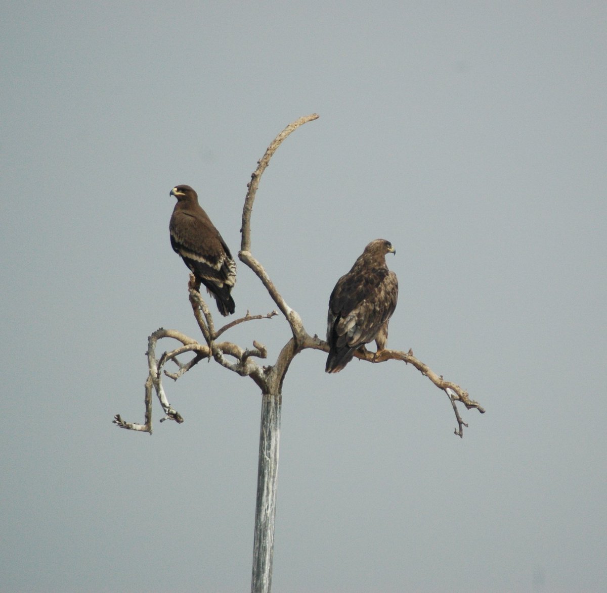 AjayDash74's tweet photo. @birdcountindia please help me #ID #identify the bird on the right. https://t.co/bfwFeyQMHY