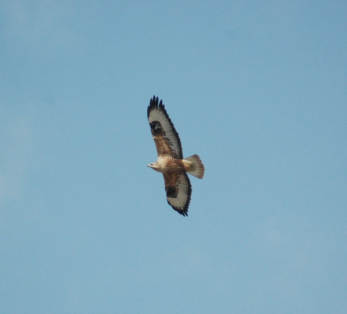 AjayDash74's tweet photo. @birdcountindia pls help me #Identify #ID this bird https://t.co/tYvKUAcwi3