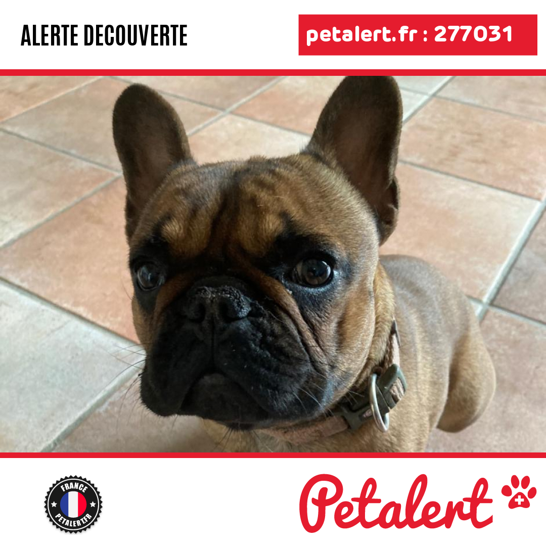 petalert_france's tweet photo. Trouvé #Chien #AlpesDeHauteProvence #Manosque #Petalert  #PetAlert04 / https://t.co/bMokvpPOhX https://t.co/svLJhFRCAe