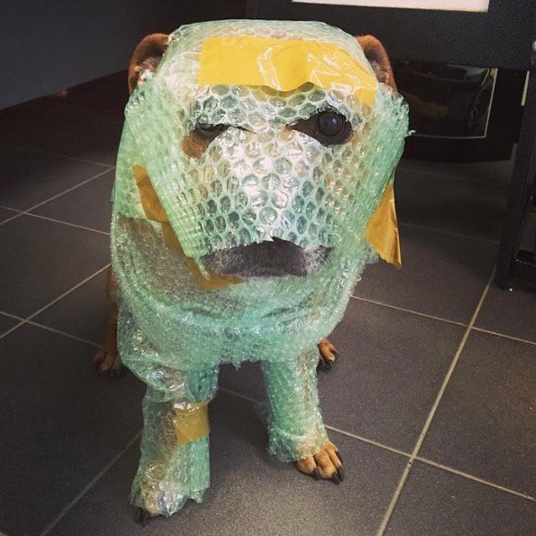 Axle_Dog's tweet photo. @hexsteph Looks like another Year of protection..🤦‍♀️🤦‍♀️ https://t.co/S9yJIx0YvG