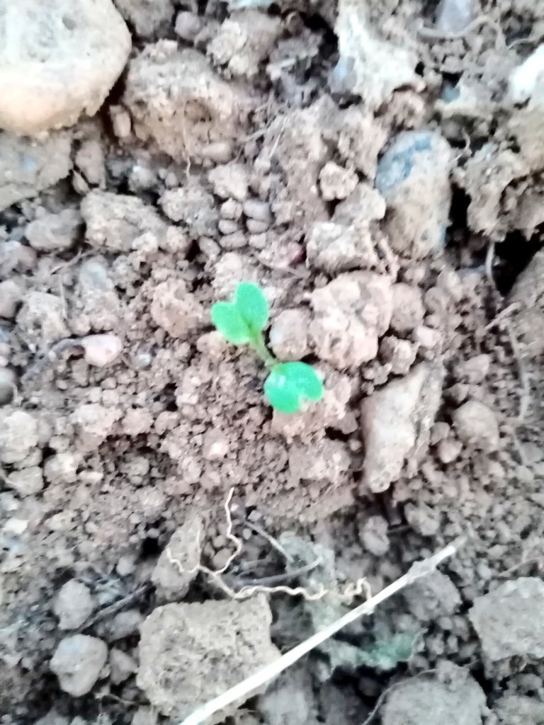 TenreiroTR's tweet photo. New year, new life cycle! 2022 first ones emerging after the last week rain #forraging https://t.co/44i89AYwyg