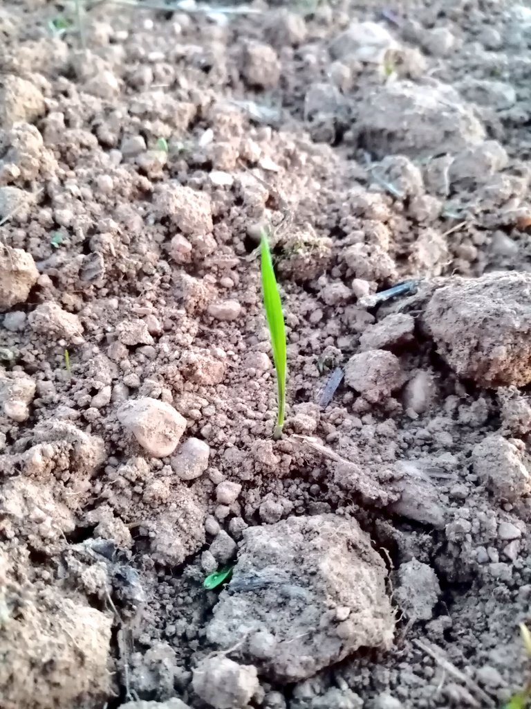 TenreiroTR's tweet photo. New year, new life cycle! 2022 first ones emerging after the last week rain #forraging https://t.co/44i89AYwyg