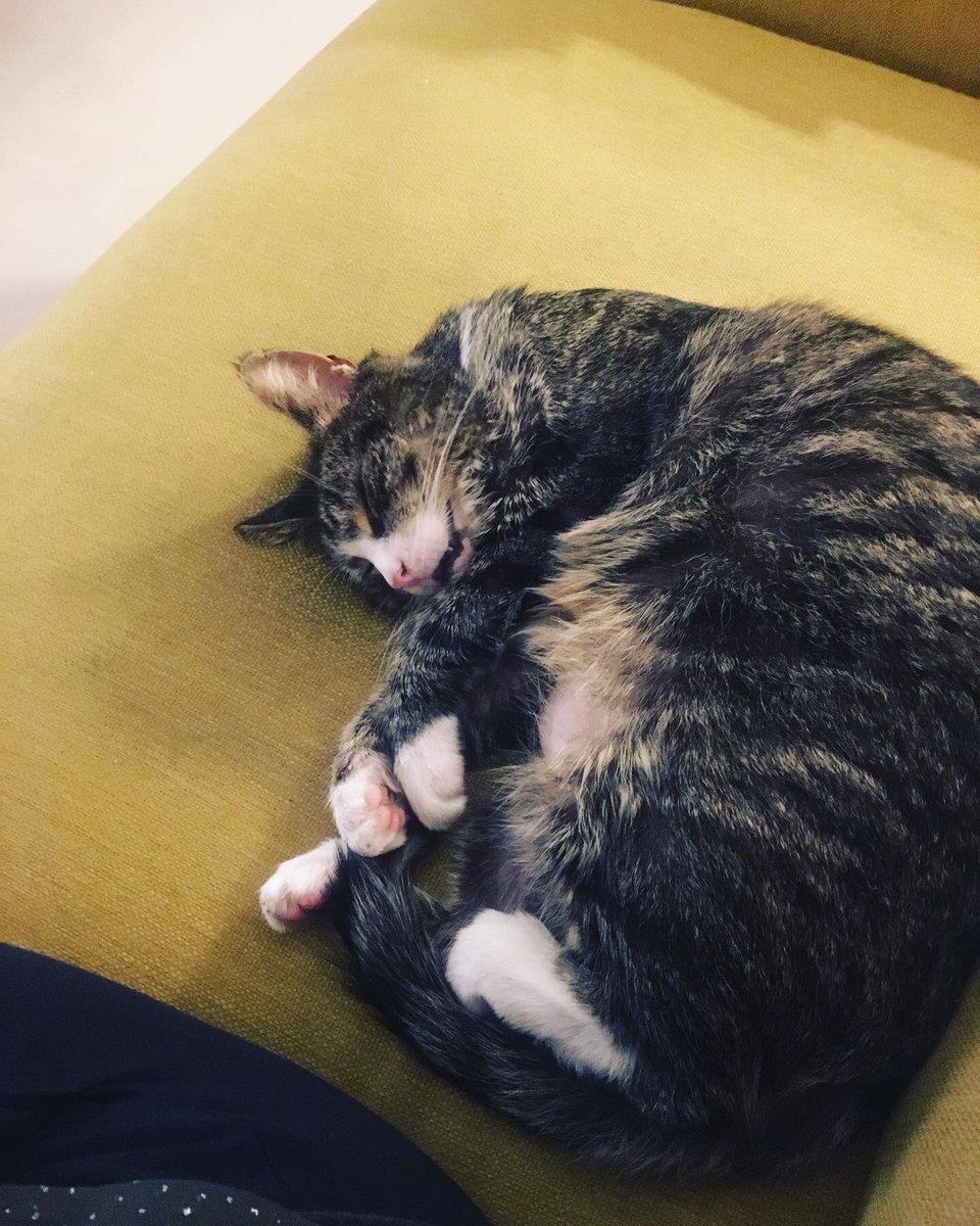 flora_40's tweet photo. @CatsProtection It was all a bit much.. https://t.co/bgA5I5GOq9