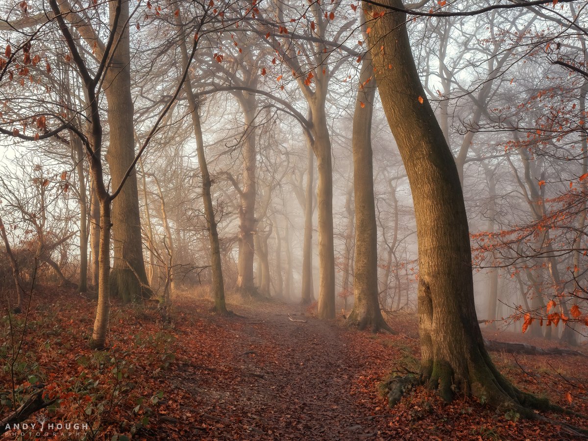 andyhough's tweet photo. The perfect morning... still on the #woodland path at #whiteleaf #buckinghamshire
#photography #ThePhotoHour #landscape #trees https://t.co/MyFRZyLkOs