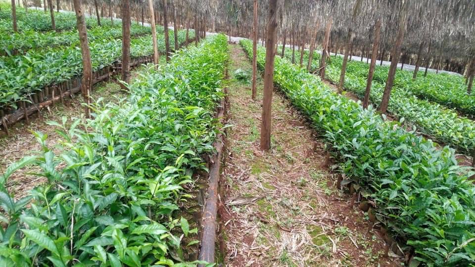 ShimelisAbdisa's tweet photo. The Future of Ethiopia: export diversification 
We are working hard on tea seedlings to expand tea plantation. Ethiopia will be one of the largest tea exporter in the coming years. https://t.co/XYJmtknGV4