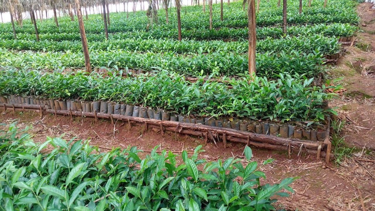 ShimelisAbdisa's tweet photo. The Future of Ethiopia: export diversification 
We are working hard on tea seedlings to expand tea plantation. Ethiopia will be one of the largest tea exporter in the coming years. https://t.co/XYJmtknGV4