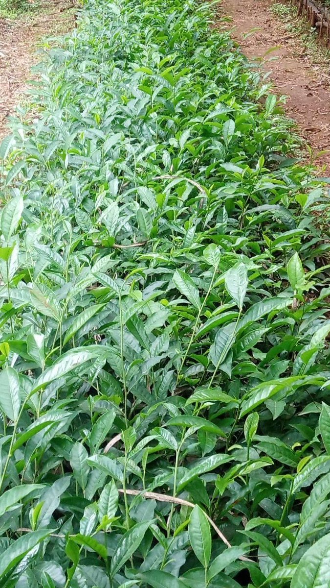 ShimelisAbdisa's tweet photo. The Future of Ethiopia: export diversification 
We are working hard on tea seedlings to expand tea plantation. Ethiopia will be one of the largest tea exporter in the coming years. https://t.co/XYJmtknGV4