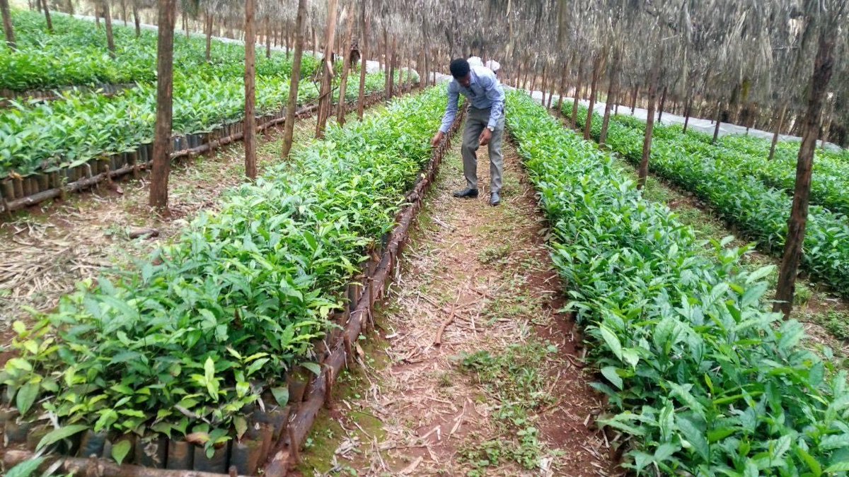 ShimelisAbdisa's tweet photo. The Future of Ethiopia: export diversification 
We are working hard on tea seedlings to expand tea plantation. Ethiopia will be one of the largest tea exporter in the coming years. https://t.co/XYJmtknGV4