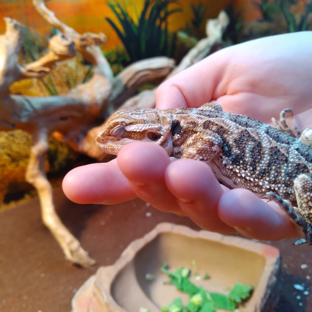 _____tessa____'s tweet photo. This is from yesterday my lizard is cute https://t.co/YFp810Moja