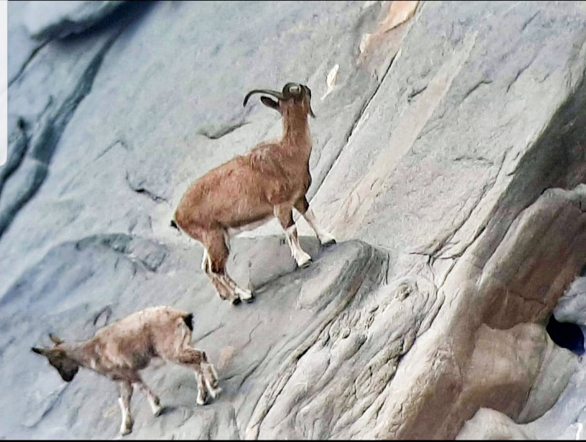 Yasub14's tweet photo. Visited Skoyo valley of District #Skardu, my ancestor's village , on wandering found Ibex and Markhor in the way. Captured the moments.

Local says that the serenity and calmness of this village attract them to reside in closed vicinity. 

#GilgitBaltiatan https://t.co/wNRLvOql7Q