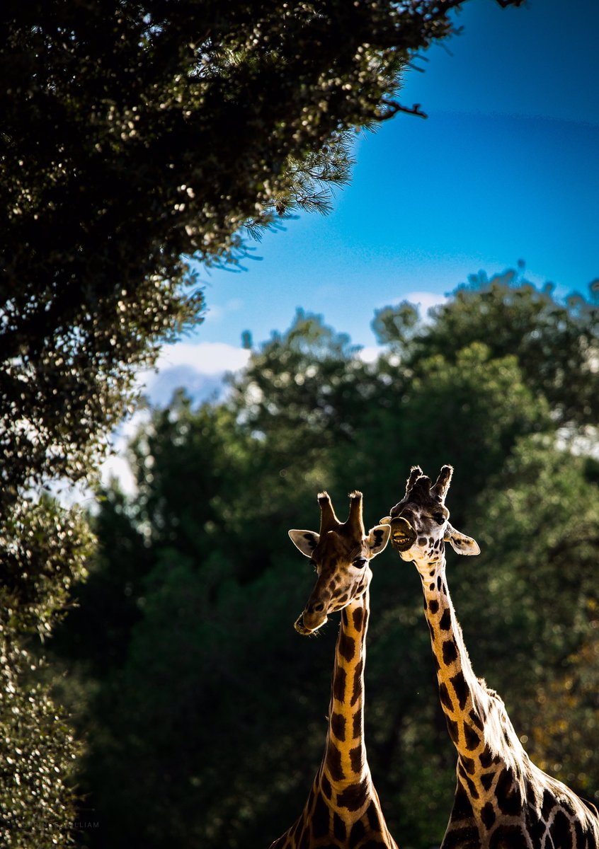 OleePrince's tweet photo. My love 😍 #anotherworld  #natureonly #nature_brilliance #naturewalk #naturephotography #wildlife #netgeo #netgeowild #wilderness #wildlifeart #wildlifephotography #earthcapture #cuteanimals #animals #animallovers #animallove #exclusive_wildlife #animalinworld #earth #amazing https://t.co/X0m4j5Tjaz