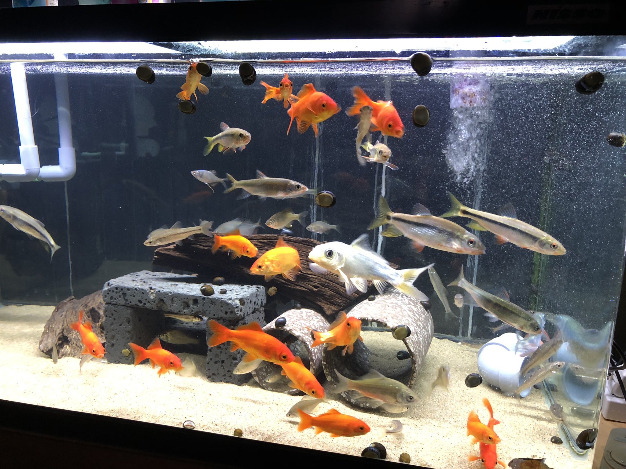 松様 実家の日本淡水魚と熱帯魚水槽を水換え 新年早々気分が宜しいですな 日本淡水魚水槽 熱帯魚水槽 T Co Tq2uhkmxrx Twitter 松様 実家の日本淡水魚と熱帯魚水槽を水換え 新年早々気分が宜しいですな 日本淡水魚水槽 熱帯魚水槽 T Co Tq2uhkmxrx Twitter