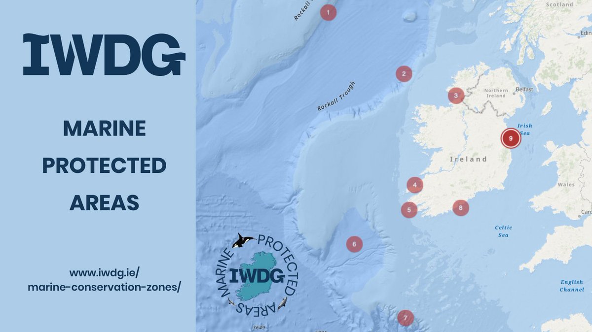 On the ninth day of Christmas the IWDG want to protect the sea.
To learn more about marine protected areas, threats facing marine mammals, density maps and review IWDG’s submission to government on expanding Ireland’s MPA Network please visit iwdg.ie/marine-conserv…
#loveyoursea