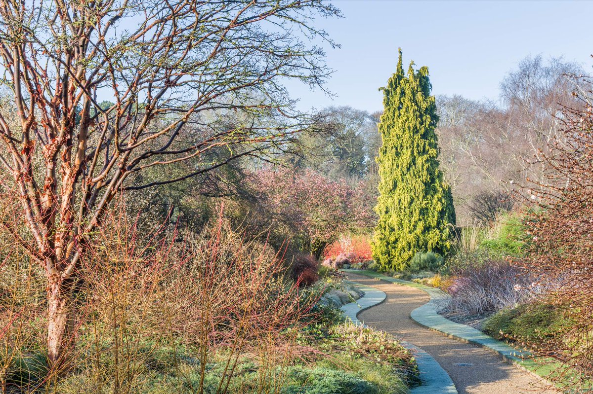CUBotanicGarden's tweet photo. Welcome to a new year and a new set of seasons waiting to unfold!  
Come and lift your spirits with a winter wander.
The Garden is open daily, 10am – 4pm. 
Read about what you can find here this season:
https://t.co/dnA3bjEKrr
#wellbeing #winterinterest #cambridge https://t.co/ss27UhiGNv