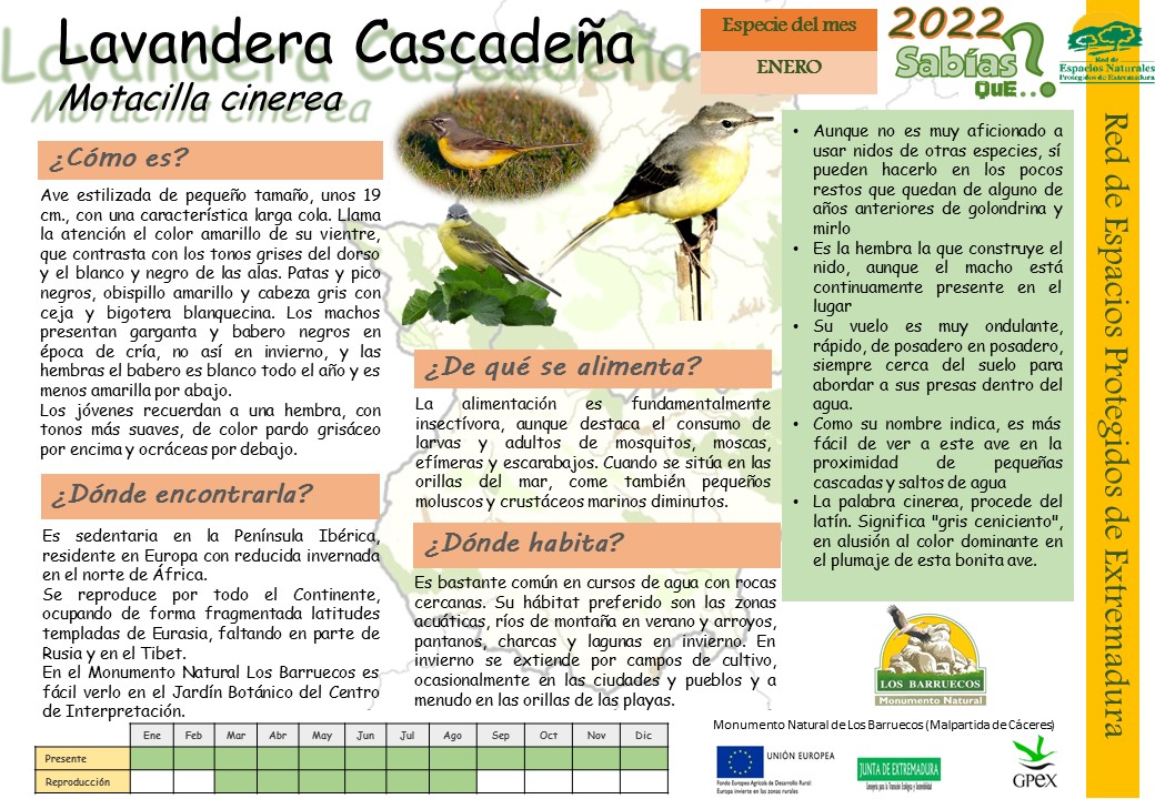 📣¡¡¡Feliz Año Nuevo!!! 
Estamos de vuelta y este año arrancamos con las pilas cargadas a tope y con mucha energía💪. 
Y como cada mes, arrancamos las fichas con la Lavandera Cascadeña, bastante diferente de la Lavandera blanca, a la que sí que estamos más acostumbrados a ver.