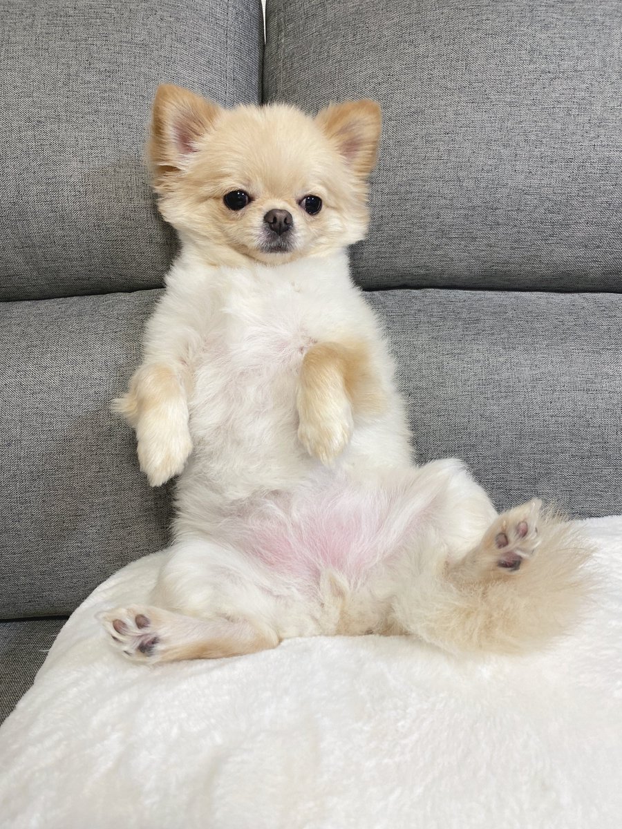 hymame_'s tweet photo. 実家で飼い主よりくつろぐ犬 https://t.co/XiuoXFAFPI