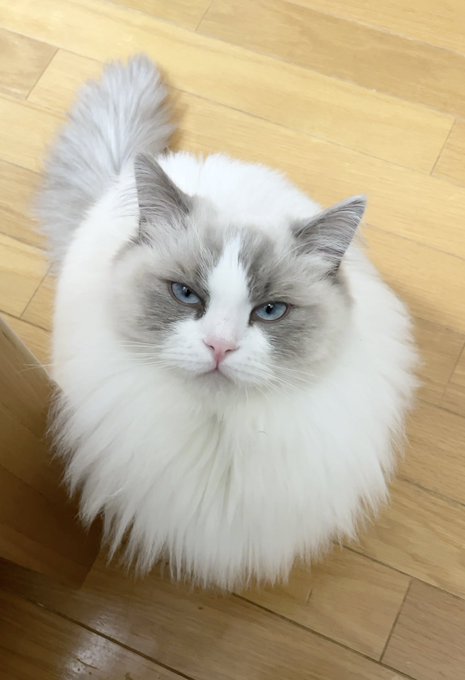 ずっと睨まれてるんだけど どうしよう 尻尾をうっかり踏まれてしまった猫ちゃん 怒りがガチで激しい ねとらぼ
