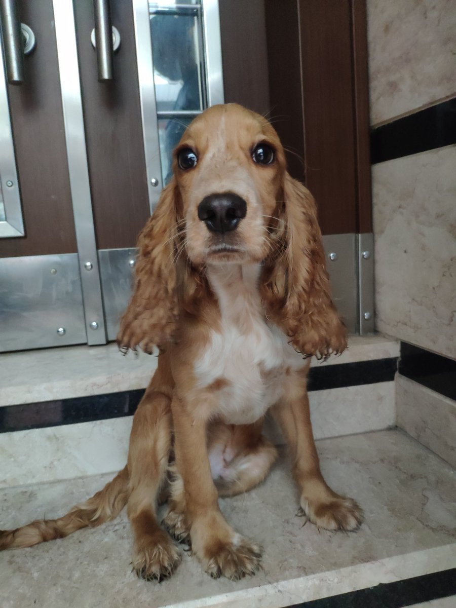 masum_gozler's tweet photo. İngiliz cocker 5-6 aylık. Tasma yok sokakta buldum eve alamıyorum şu an kapıya yatak koyduk onda duruyor ama her bulduğu insana atlıyor geçici yuva bulamadım kapıda ne kadar durur bilmiyorum nolur Rt desteği verin geçici veya kalıcı yuva. 
İSTANBUL KAĞITHANE GÜLTEPE 
@enurylmaz https://t.co/wNgfOT3bHH