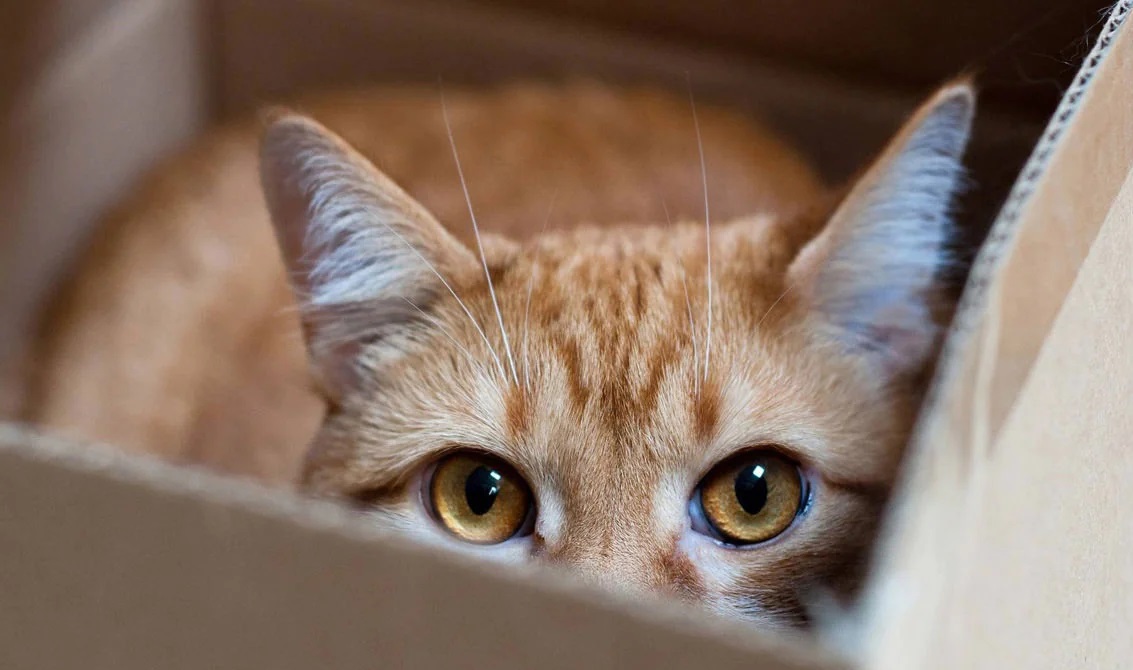 vetcentenario's tweet photo. Cada oreja de un gato  tiene 32 músculos, que le permiten movimientos independientes y girar hasta en 180° para percibir mejor los sonidos. https://t.co/l82W3Lz3oJ