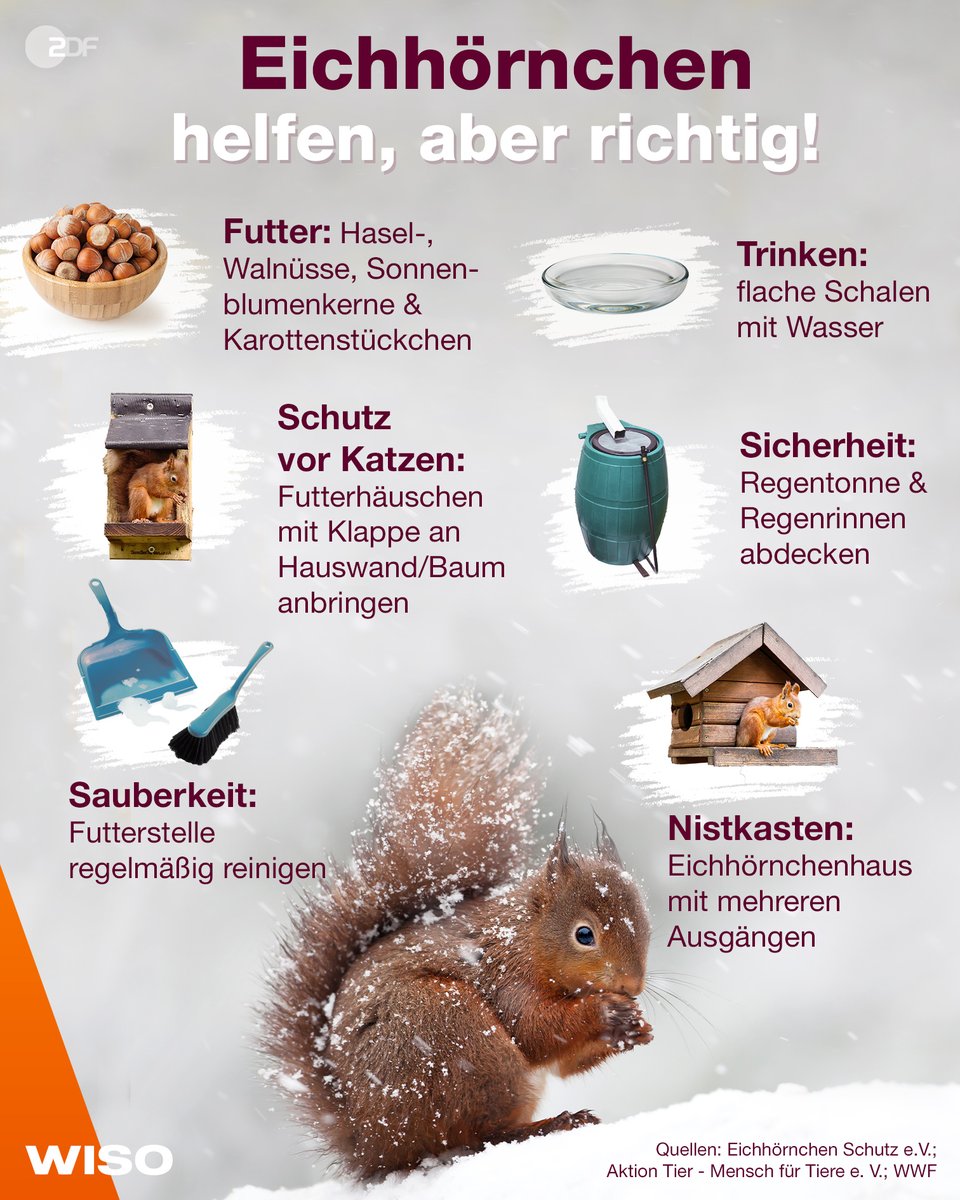 ZDF's tweet photo. Das #Eichhörnchen hält keinen Winterschlaf, sondern Winterruhe und braucht daher täglich Futter. In der Stadt ist es für die Tiere im Winter allerdings schwierig, etwas Essbares zu finden. 🐿🌰
Aber es gibt Möglichkeiten, ihnen unter die kleinen Arme zu greifen
#WISO https://t.co/ZzOp1Pdl0P