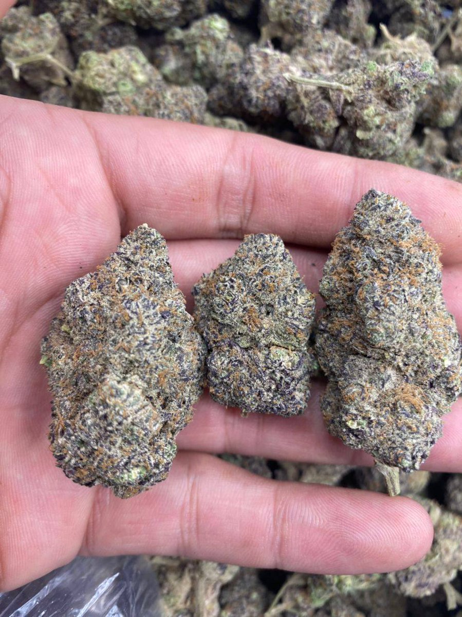 Franceweedbeuh's tweet photo. 🌿🔫🗡💵💳Bon plan pour vous la fafa tout est carré livraison 🚚24/7🇫🇷🇧🇪 snap :hkushcoffee22 Wickr me:caliweed245 8💯🔞
#100Daysofcode #PSG #Bordeaux  #nuitdebout  #Globaldebout #LOSC #Lyon #mrproverbe #Javascript #lille #paris #4tchat #citation #Linux #Rennes #aix https://t.co/wQiFMdIOjp