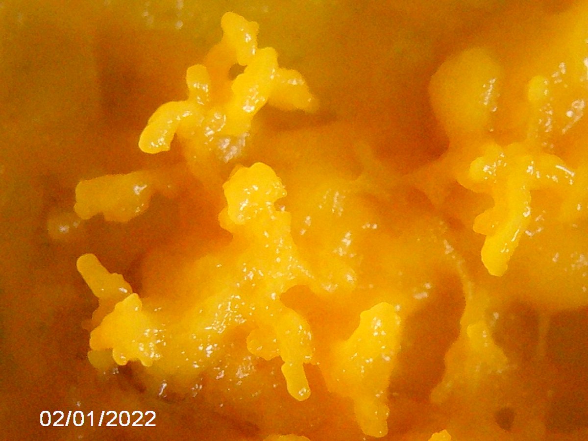 framboise314's tweet photo. A l'étroit dans une boîte de Pétri 60mm en verre #BlobPi a envahi le couvercle. Petites structures en relief cause pas de nourriture sur le couvercle- #Blob prépare des spores ? Si quelqu'un a la réponse, je suis preneur. Photos de ces excroissances au #microscrope #USB https://t.co/oZesZnptVC