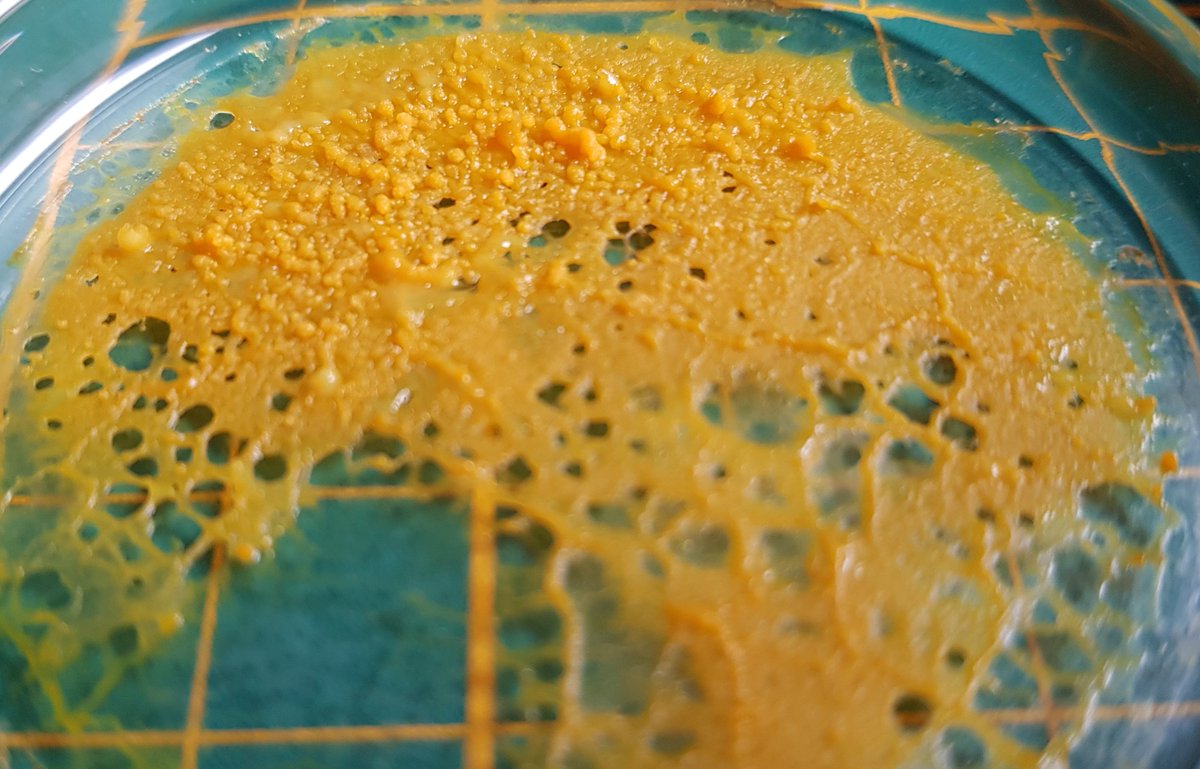 framboise314's tweet photo. A l'étroit dans une boîte de Pétri 60mm en verre #BlobPi a envahi le couvercle. Petites structures en relief cause pas de nourriture sur le couvercle- #Blob prépare des spores ? Si quelqu'un a la réponse, je suis preneur. Photos de ces excroissances au #microscrope #USB https://t.co/oZesZnptVC