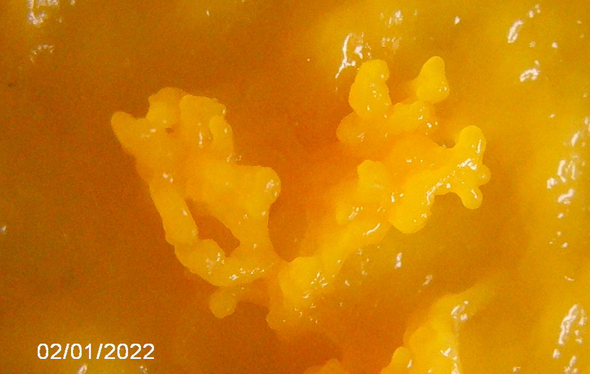 framboise314's tweet photo. A l'étroit dans une boîte de Pétri 60mm en verre #BlobPi a envahi le couvercle. Petites structures en relief cause pas de nourriture sur le couvercle- #Blob prépare des spores ? Si quelqu'un a la réponse, je suis preneur. Photos de ces excroissances au #microscrope #USB https://t.co/oZesZnptVC