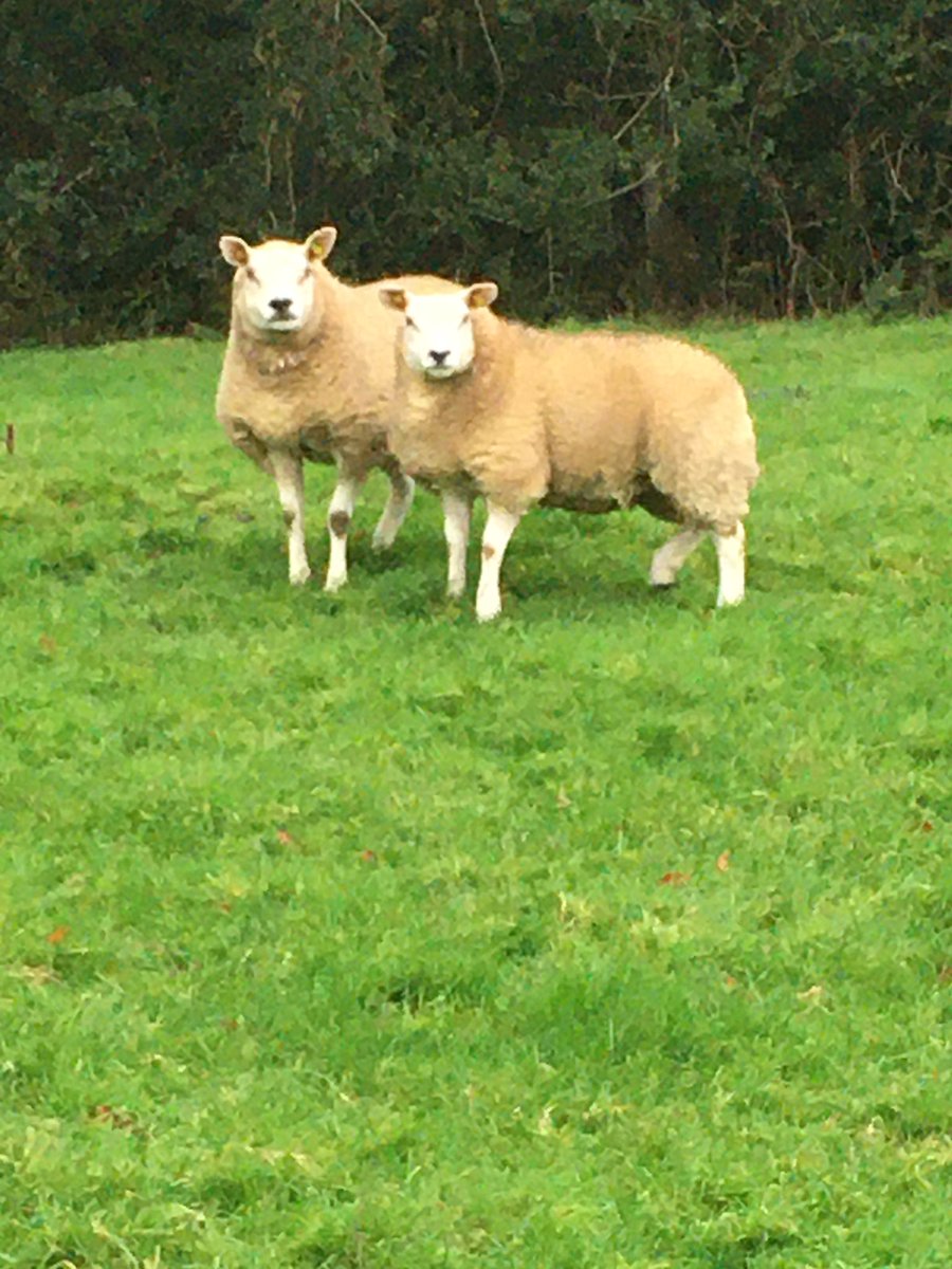 Kids have started something new for 2022, two double five star grassfed Texels from Chapelizod. Happy New Year everyone 🍾